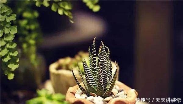 早上■问个问题,多肉植物是晚上浇水还是早上浇水?你不知道了吧?