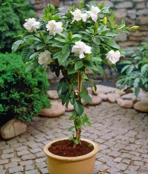 『花钱』赵大哥养栀子花,用“它”做自制肥,几乎不花钱,1次开花上百朵