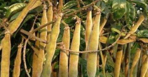 农村这种常见的野草被称为“牛大力” 现在要90元/斤