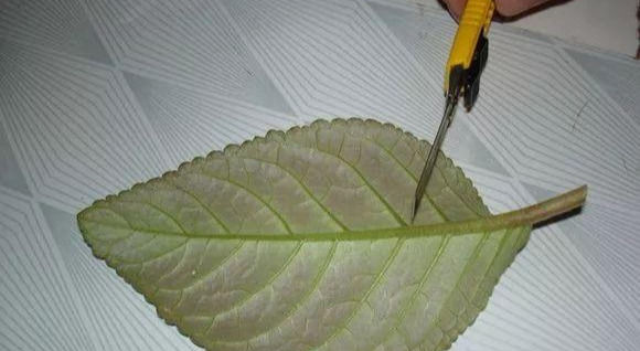  家里■这6种花,碰掉的叶片都能长出一盆,实在太好养,家里必须放一盆