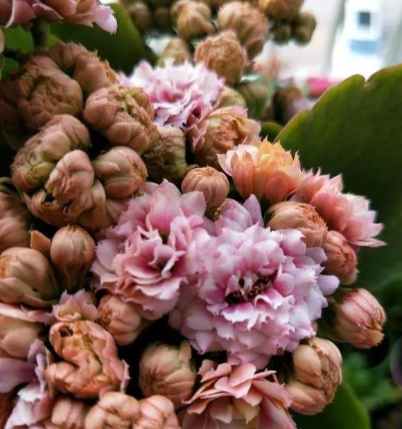 #漂亮#这4种花,一开花就停不下来,漂亮好养,是盆栽佳品!