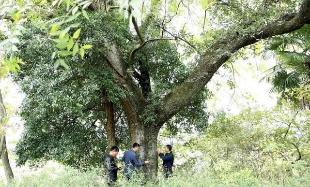 东乡区发现黄连木群落，树龄最大150年以上