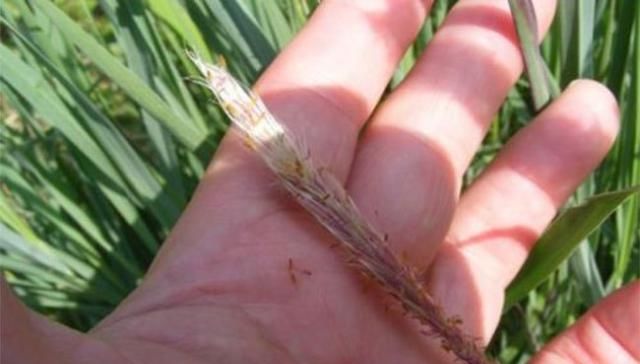  「收益」它是恶性杂草，农民恨得牙痒痒，现在人工种植成了高收