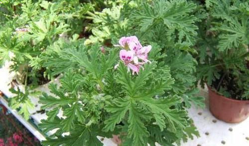  #喜欢#“蚊子”不喜欢的“3种花”，现在养一盆，正好驱蚊虫