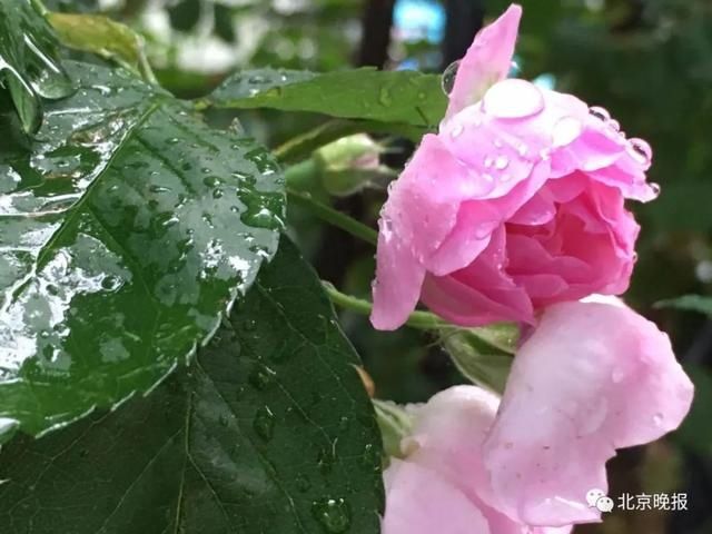  『降雨』北京今天最高温仅17℃、夜间10℃，雨水中午基本结束