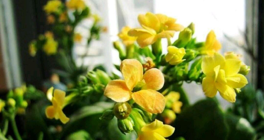  植物@长寿花叶片上的褐色油脂状圆点也是蚧壳虫的一种