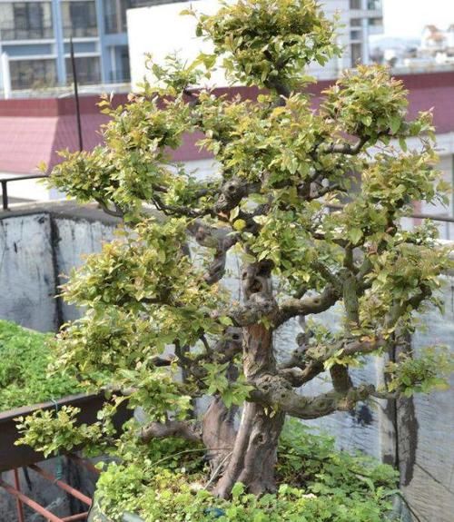  『不妨』还养金弹子、黄杨树？不妨养1盆“雀梅”，枝叶美观，养家里值钱