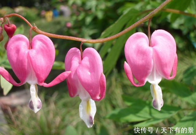  『家养』适合家养的3种花，开花数量大，好养易活四季开花，谁养谁喜欢