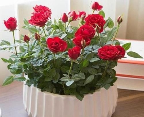  『适合』最适合新手养的4种花，花期长花量大，一盆千百朵，枝头花苞满