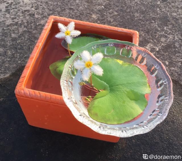 『简直』只用水不用土的植物，一片叶子就开花，简直太神奇了！