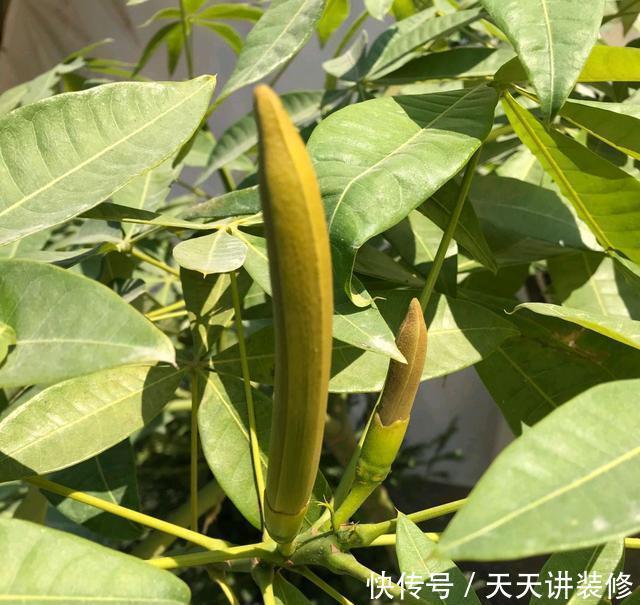  『寓意』3种植物能开花，平常很少见，寓意“阖家幸福”，能见到是幸运