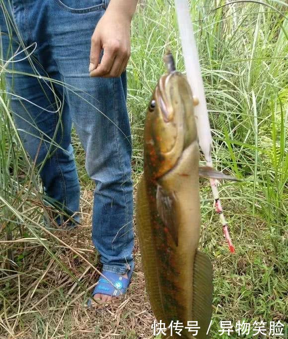 江苏河道出现这种斑点鱼，引发网友关注，有人担忧其泛滥