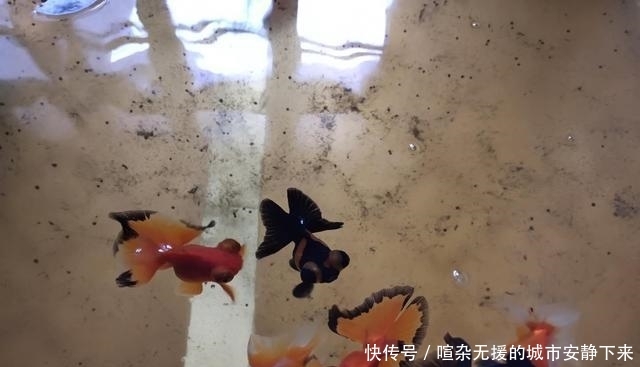  【水质】鱼缸水质浑浊因为水温低，硝化细菌死了，什么季节还拿水温说事？