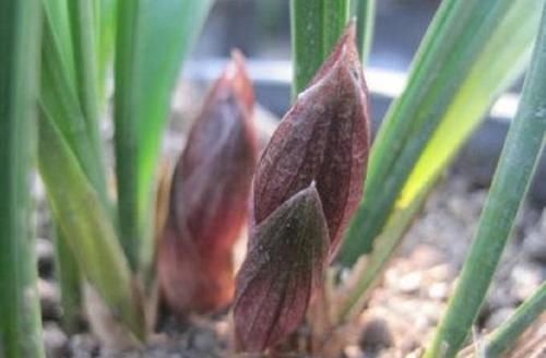  『低温春化』兰花为什么不开花？?清楚兰花叶芽和花芽的发育过程，开花爆盆