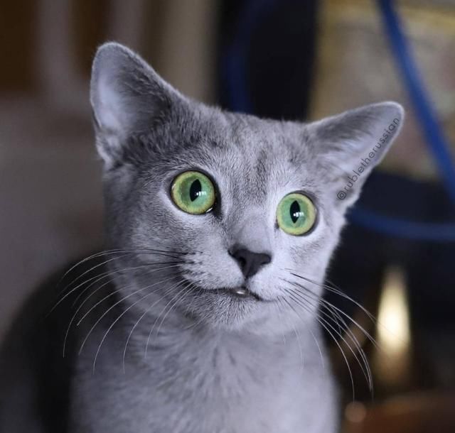  「有趣」超有趣的“变脸猫大赛”，猫看后自己都笑了……