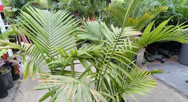  家里|家里养这几种植物就可以室内更自然凉爽