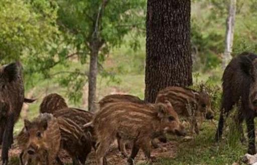  【野鸡】在农村有一亩田，养殖什么比较好？“过来人”给出以下