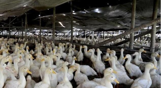  利润：养1万只鸭子能挣多少钱？如何降低鸭子成本，提高经济效率