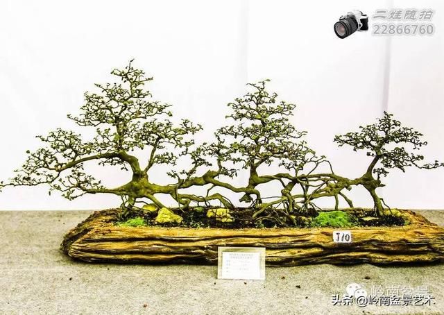 把温江盆景卖到欧洲去