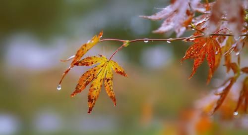 描写秋天的句子，描写秋天的段落，写作文必备