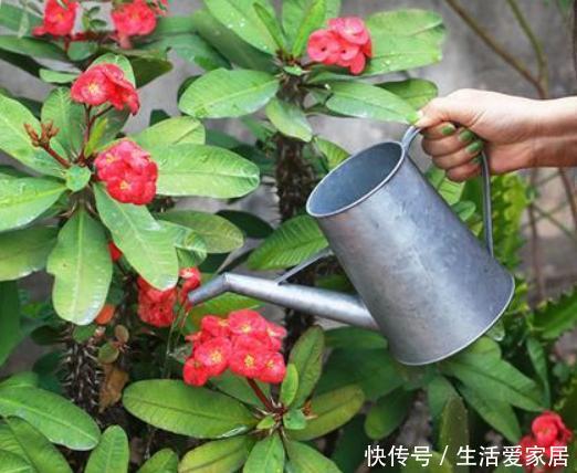  「根部」养花浇水难、摸不清量，就划分为6点，让根部不再受水患影响