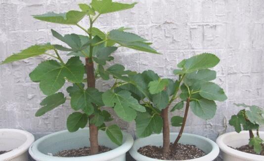 这种果树，好养易结果，阳台养一盆！结果30多斤，常吃身体好