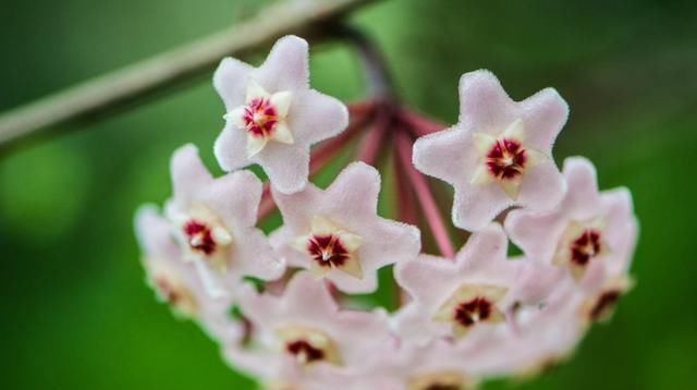 「必养」阳台必养的3种花,好养易活能爆盆,一年四季开花不断,适合新手