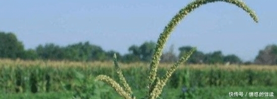  [除草剂]自食其果！转基因催生“超级杂草”，美国农耕方式一下