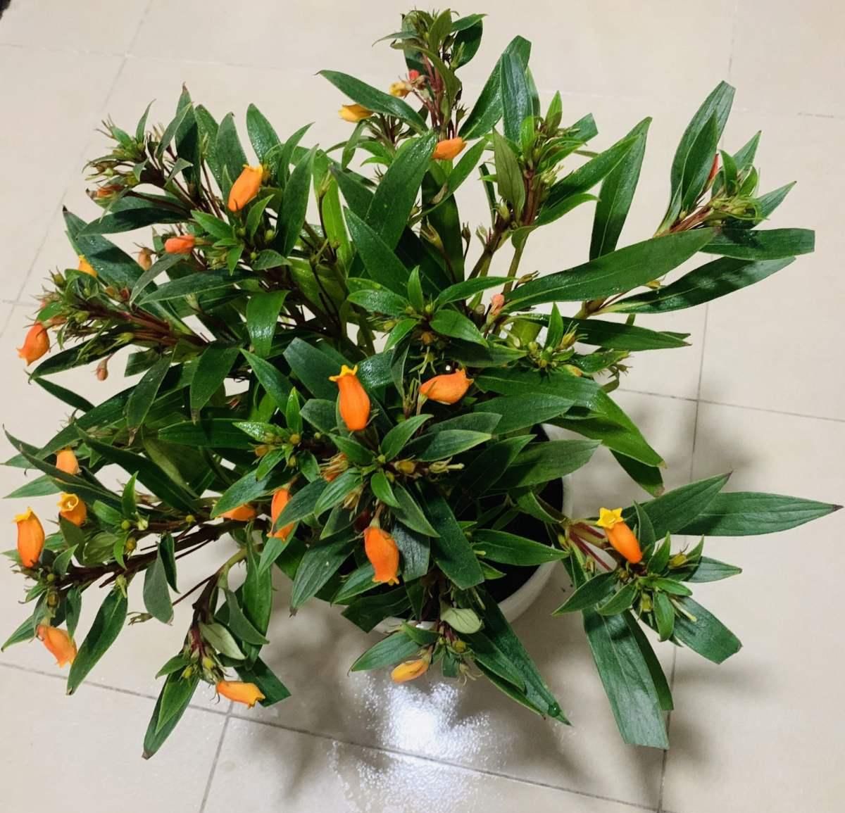  精致■这花是大岩桐的“亲戚”，但模样却大不相同，开花太精致了！