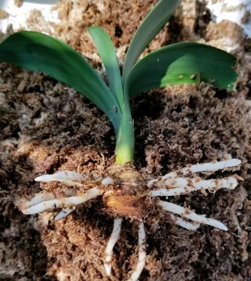 发根:烂根的君子兰水苔捂一捂,发根很轻松,只需3个月,小白根爆盆