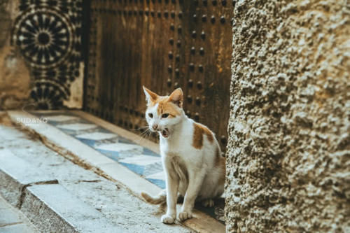 日出之前，古城里的第一批游客并非人类：孤独旅人与流浪猫的对话