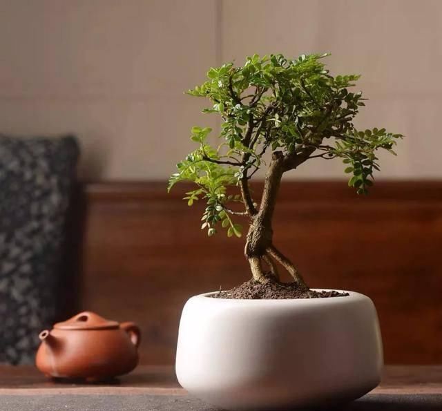  『适宜的生长』卫生间有异味？养几盆“香味植物”，除味效果棒，好看又好养