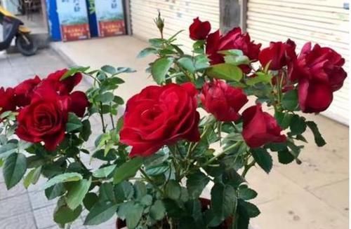  #阳光#它是公认的阳台宠儿，颜值胜玫瑰，花香胜茉莉，好养耐活，超赞！