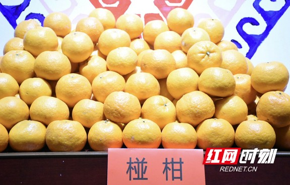 永顺县举行柑橘产销对接活动 现场签订销售2100吨协议