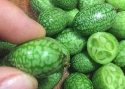  大哥|农民种植新型“小西瓜”产量不高亩产500斤 但一斤可卖20元