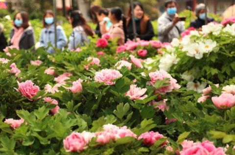  「工作者」牡丹初开开启赏花大幕，医务工作者可免费入园