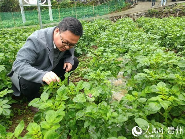  『产业结构调』纳雍县羊场乡：调结构打出“组合拳”促增收使出“连环招”