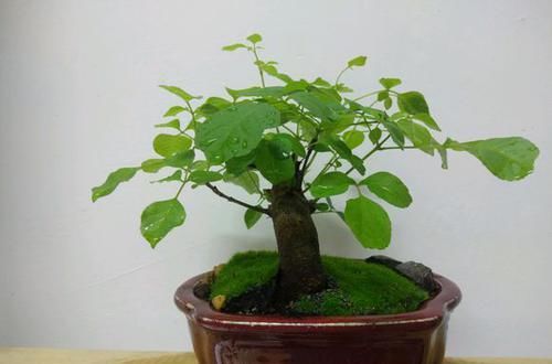 「盆栽」微型盆栽总是长高长大不好看?6个控长妙招,短小精悍造型又美观