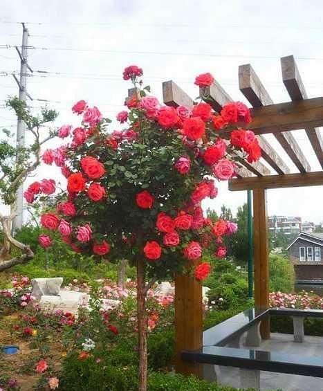 老板要撤，2500株精品月季无人管理，5公分老桩半价！