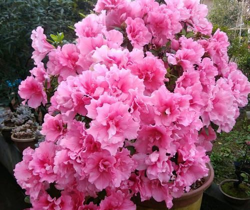  『别人』别人的杜鹃花总是开花爆盆？盛花期就摘“它”，开花爆盆不见叶