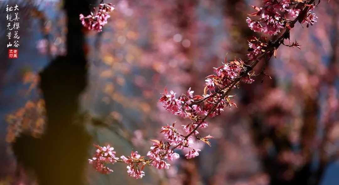 大美无量丨樱花谷的樱花又开了，未来20天，赏花正当时