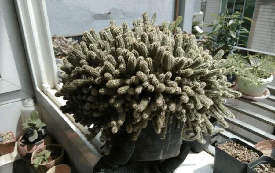  『根枝』这花长得像毛毛虫，掐根枝就活，1个月爆满大缸！