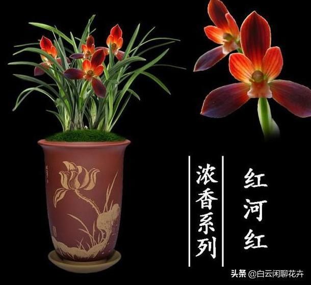  「难以形容」红河红有难以形容的美丽，而且颜值极高，俘获大批粉丝