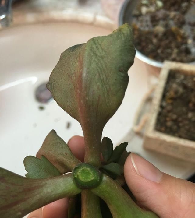  「发财树」这6种花，烂根先别扔，这样砍枝剥皮用水洗，15天长出新根侧芽