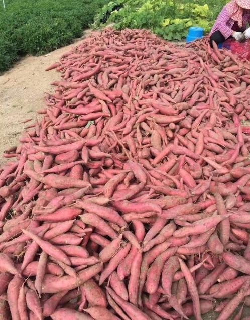  情况：往年高价不愁卖，如今70万斤遇滞销，是什么情况？