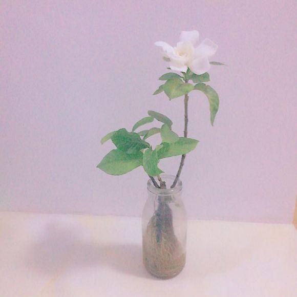  【就能开】6种花，最适合水养，一开花就是好几个月！