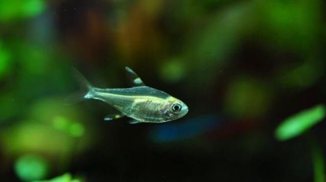  快的■农村的俗语，猪长三秋，鱼长三伏，你知道是什么意思吗？