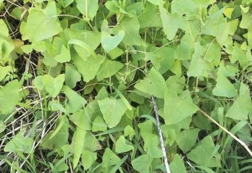 「杂草」小溪边,有1种杂草奇特,结出小果子好看,人称“杠板归”,珍贵