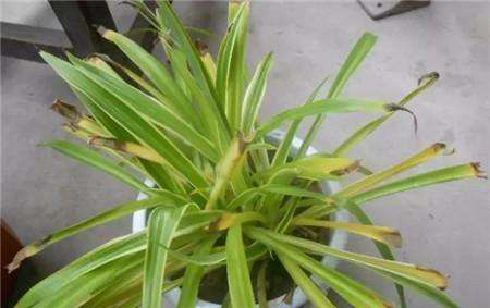  『缺肥』绿萝和吊兰叶子发黄是缺肥吗?