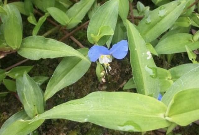  [植物]农村的1种“鸭跖草”，在春天长势快，花朵像“蝴蝶”，珍贵！